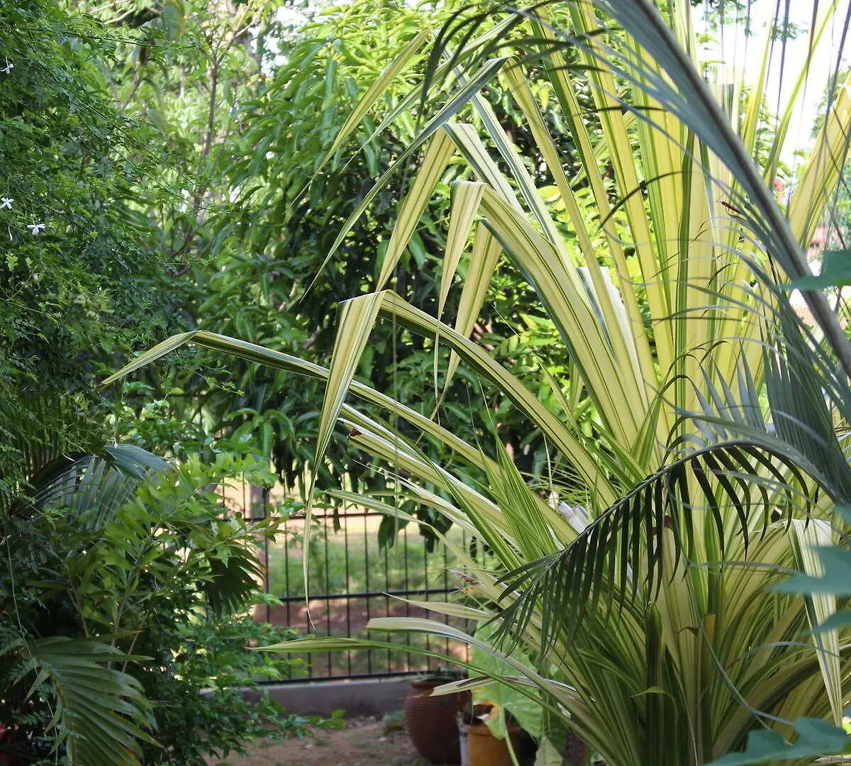 Villa Kapuru Negombo